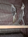 2 male cockatiel